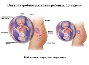 13 неделя беременности что происходит с малышом