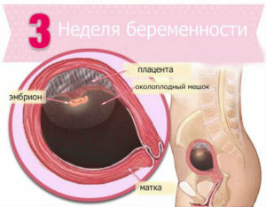 3 неделя беременности от зачатия что происходит с плодом