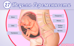 27 неделя беременности что происходит с малышом