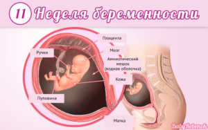 Какой плод в 11 недель беременности