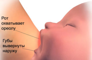 Прикладывание ребенка при кормлении техника