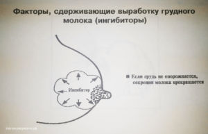 Как вырабатывается молоко у кормящей мамы