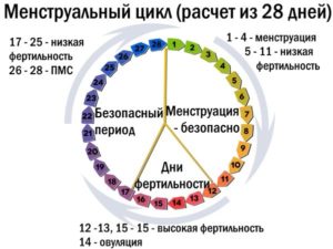 Когда наступает овуляция после месячных при цикле 28