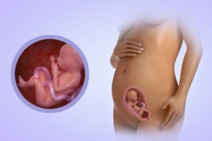 Ребенок на 21 неделе беременности