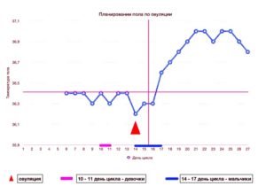 Планирование пола ребенка по овуляции