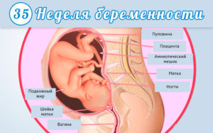 Болит живот на 35 неделе беременности