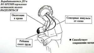 Как вырабатывается молоко у кормящей мамы