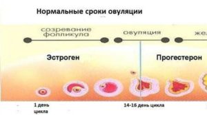 Ранняя овуляция причины