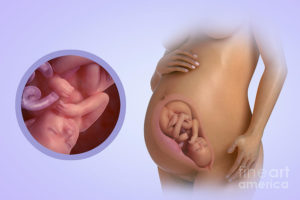38 неделя беременности как выглядит ребенок