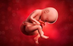 Беременность 33 недели как выглядит ребенок