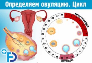 Как часто нужно заниматься зачатием в период овуляции