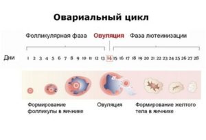 Сколько в организме живет яйцеклетка после овуляции