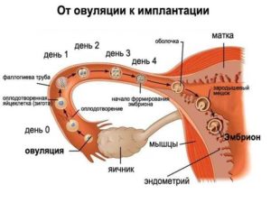 После овуляции что происходит