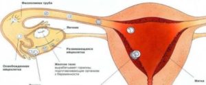 Болит грудь перед овуляцией