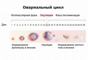 После овуляции что происходит