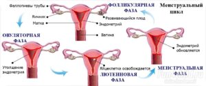 Отсутствие овуляции при регулярных месячных причины