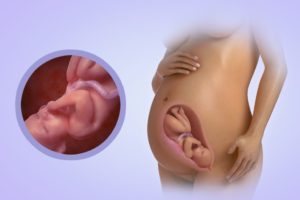 Беременность 34 недели как выглядит ребенок