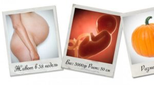 38 недель беременности вес и рост ребенка