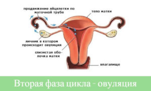 В каком яичнике происходит овуляция чаще