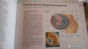 Размер матки на 9 неделе беременности