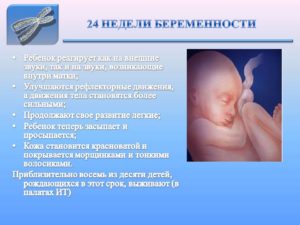 Все о 24 неделе беременности