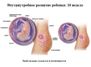 Беременность 10 недель развитие