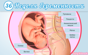 Активно шевелится ребенок на 36 неделе беременности