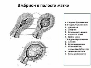 Размер матки на 6 неделе беременности