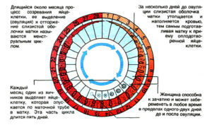 Может ли быть два раза в месяц овуляция