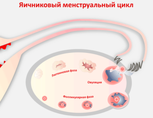 Двойная овуляция признаки