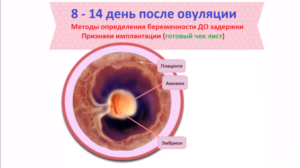 Признаки зачатия после овуляции до задержки