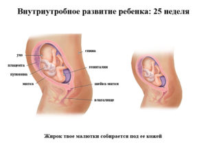 25 неделя беременности развитие плода