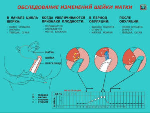 Шейка матки при овуляции