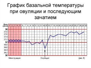 После овуляции температура тела