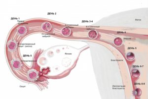 От овуляции до имплантации сколько дней