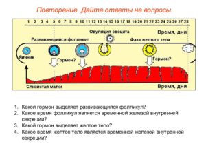 Какой гормон отвечает за овуляцию