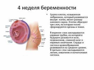 Размеры плода на 4 неделе беременности