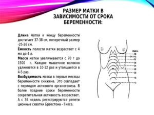 Матка на 15 неделе беременности где находится