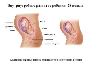 28 неделя беременности что происходит с малышом