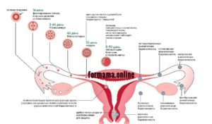 Какие ощущения после овуляции если произошло зачатие