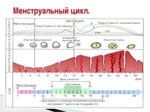 Может ли быть два раза в месяц овуляция