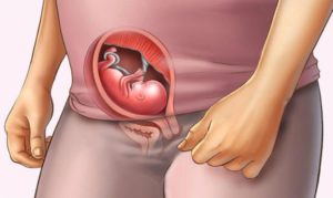 15 акушерских недель беременности что происходит