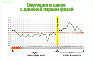 Овуляция в конце цикла