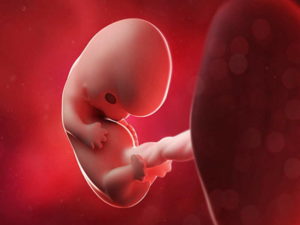 Эмбрион на 8 неделе беременности