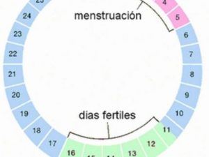 Что такое фертильные дни и овуляция у женщин