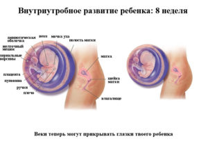Беременность 8 недель акушерских развитие плода и ощущения женщины
