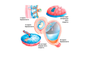 1 неделя беременности после зачатия ощущения