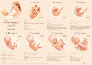 17 неделя беременности какой это месяц