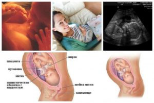 25 недель беременности что происходит с малышом и мамой