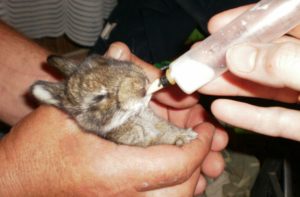 Как кормить маленьких кроликов без мамы